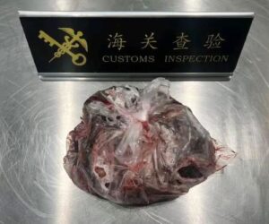 Woman Caught Trying To Smuggle Two Lbs Of Human Placenta In Plastic Bags Into China