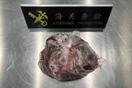 Read more about the article Woman Caught Trying To Smuggle Two Lbs Of Human Placenta In Plastic Bags Into China