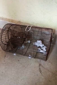 Read more about the article  Cops ‘Bust’ Rat For Drinking 60 Bottles Of Seized Booze