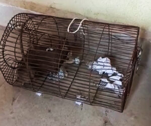  Cops ‘Bust’ Rat For Drinking 60 Bottles Of Seized Booze