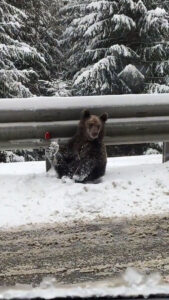 Read more about the article Two Brown Bears Take Easy Road To Avoid Deep Snow In Forest