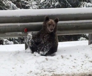Two Brown Bears Take Easy Road To Avoid Deep Snow In Forest