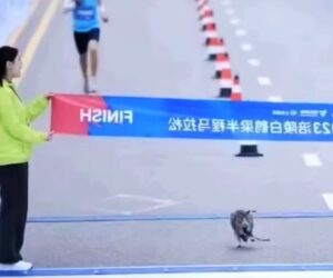 Cat Joins Marathon, Beats 1st Place Runner