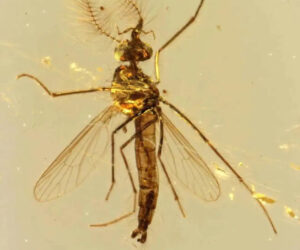 130-Million-Year-Old Fossil Reveals Male Mosquitoes Could Have Been Blood-Suckers, Too