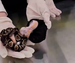 Woman Caught Trying To Smuggle Six Live Snakes Inside Her Trousers