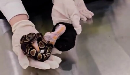 Read more about the article Woman Caught Trying To Smuggle Six Live Snakes Inside Her Trousers