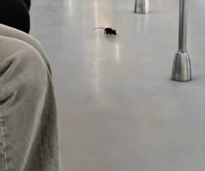 Rat Hopping Around In Subway Car Scares Passengers