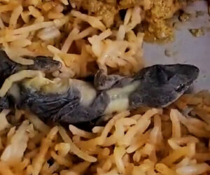 Family Finds Dead Lizard In Takeaway Curry