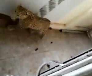  Terrified Hospital Staff Flee Prowling Leopard