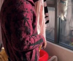 Old Woman ‘Hangs’ Kitten To Dry On Clothes Rack After Its Bath