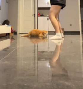 Read more about the article Funny Moment Cat Decides To Join In And Dance With Owner