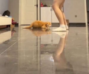 Funny Moment Cat Decides To Join In And Dance With Owner