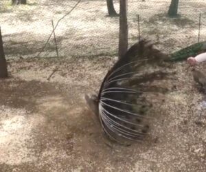 Zoo Hunts Man Who Stole A Peacock’s Beautiful Feather As Free Souvenir