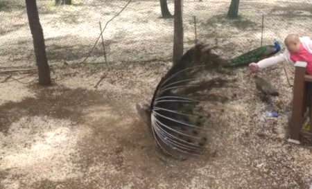 Read more about the article Zoo Hunts Man Who Stole A Peacock’s Beautiful Feather As Free Souvenir