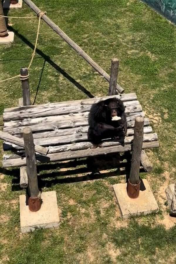 Chimp Thows Back Child’s Shoe That It Dropped Into Its Pen