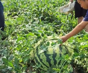Delighted Farmer And Son Find Huge Watermelon Hidden Under Stems